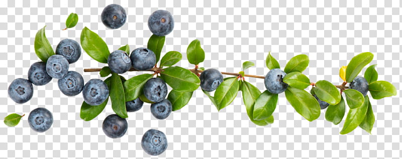 Fruit Tree, Bilberry, Blueberry, Berries, European Blueberry, Fresh Blueberries, Heaths, Raspberry transparent background PNG clipart