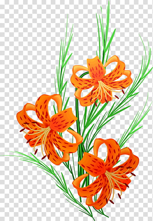 Lily Flower, Mothers Day, Holiday, Drawing, Memorial Day, Plant, Tiger Lily, Cut Flowers transparent background PNG clipart