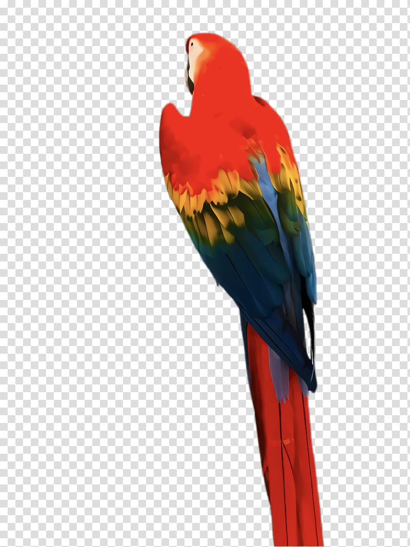 Colorful, Parrot, Bird, Exotic Bird, Tropical Bird, Macaw, Loriini, Parakeet transparent background PNG clipart