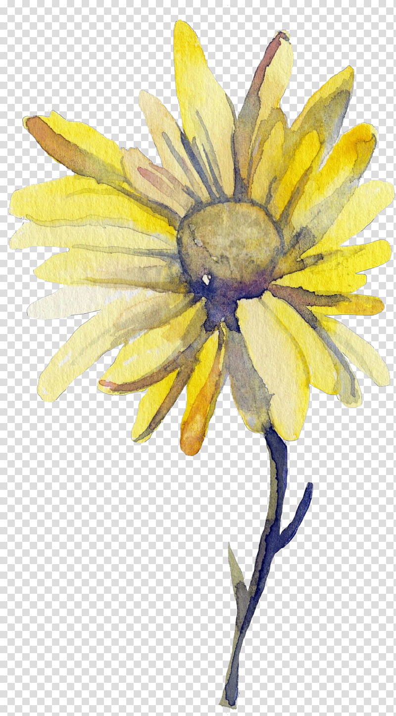 sunflower, Yellow, Plant, Petal, Blackeyed Susan, Watercolor Paint, Wildflower transparent background PNG clipart