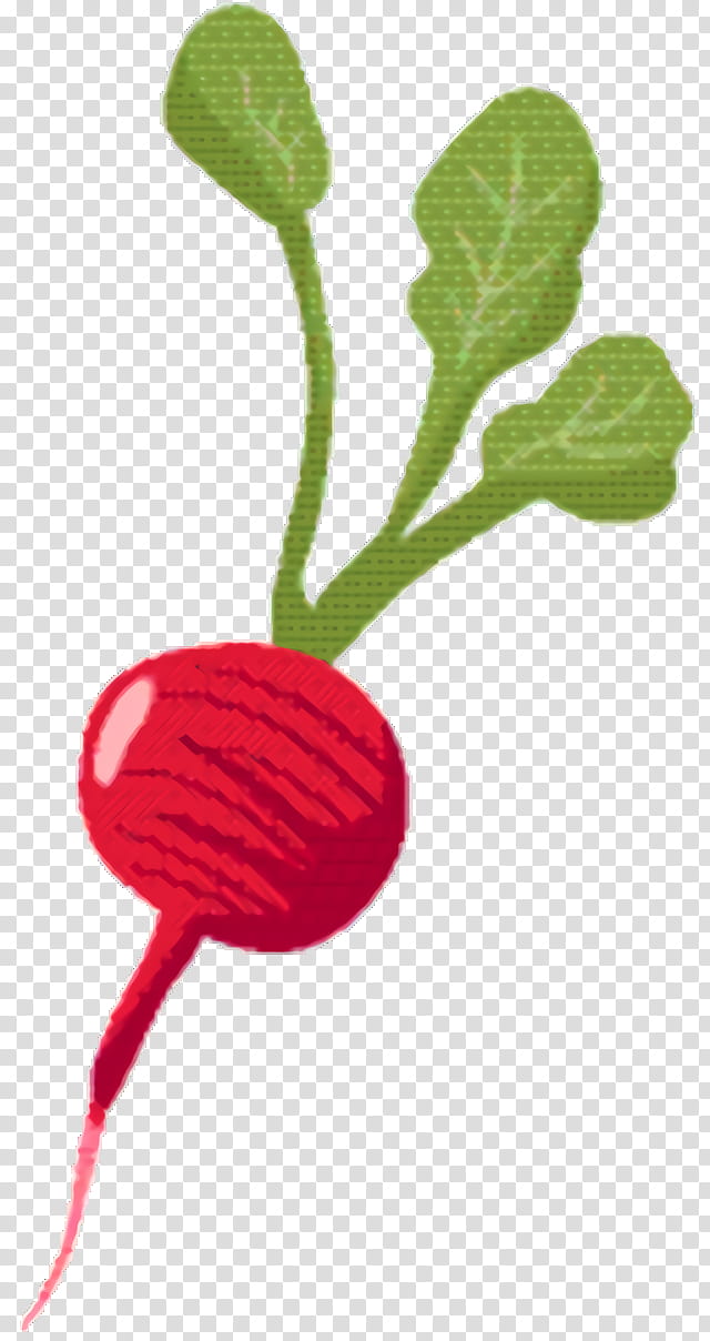 Carrot, Radish, Food, Fruit, Vegetable, Advertising, Beetroot, Plant transparent background PNG clipart