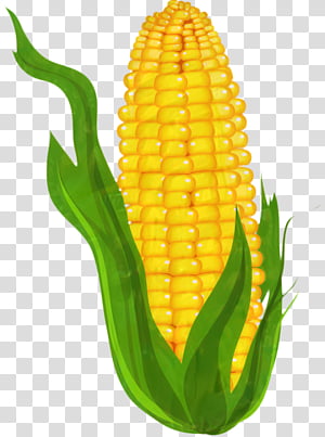 Watercolor Flower, Corn, Corn On The Cob, Watercolor Painting, Sweet Corn,  Cartoon, Drawing, Corn Kernels transparent background PNG clipart thumbnail