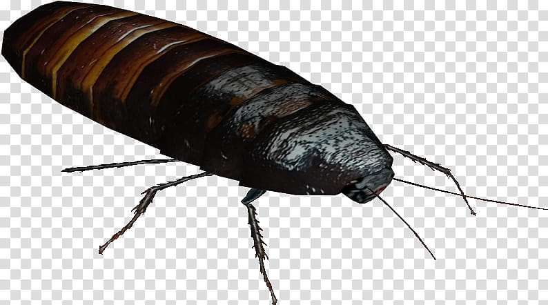 Creative, Cockroach, Madagascar Hissing Cockroach, Insect, , Wiki, Cartoon, Creative Commons License transparent background PNG clipart