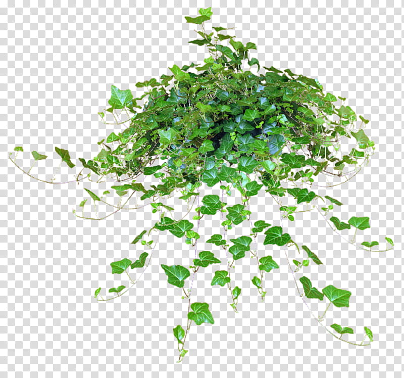 Plants leaves Mega, green ivy plant transparent background PNG clipart
