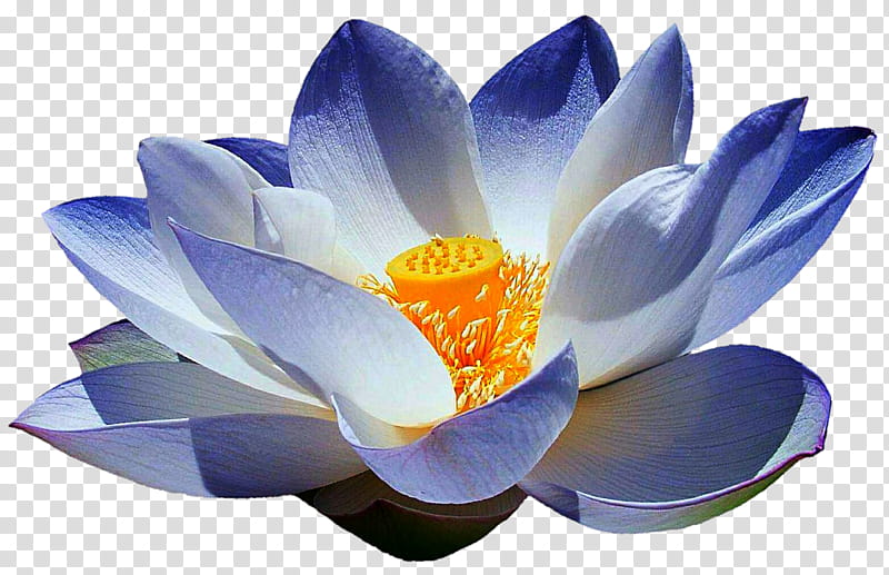Frosty Blue Lotus transparent background PNG clipart