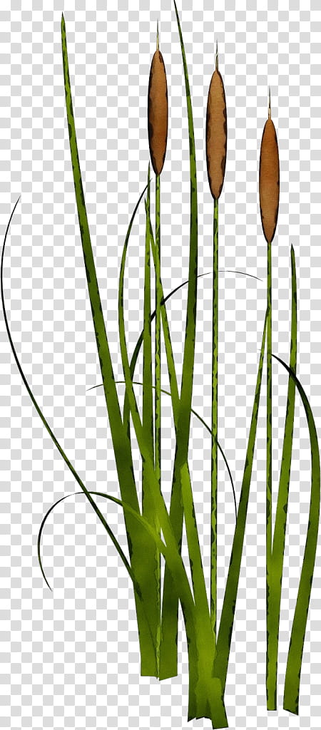 plant bulrush flower soft flag grass family, Watercolor, Paint, Wet Ink, Tulip transparent background PNG clipart