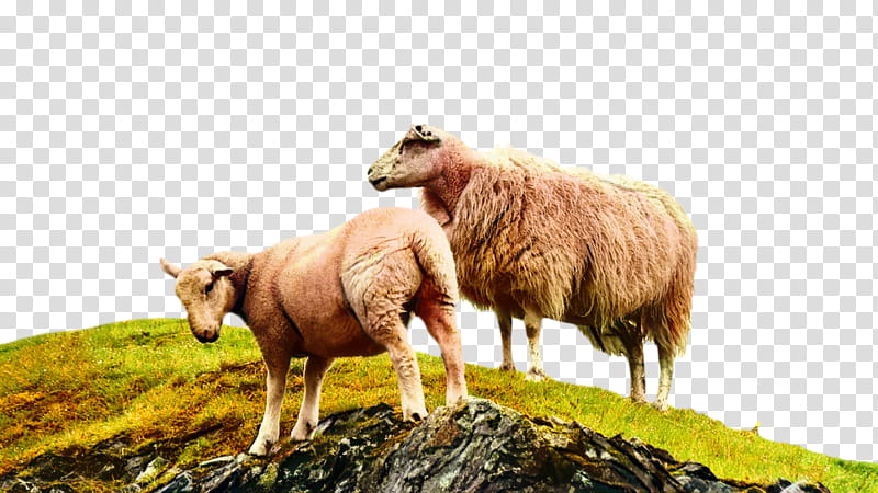 Eid Al Adha Islamic, Eid Mubarak, Muslim, England, Sheep, Highland, Scotland, Pasture transparent background PNG clipart
