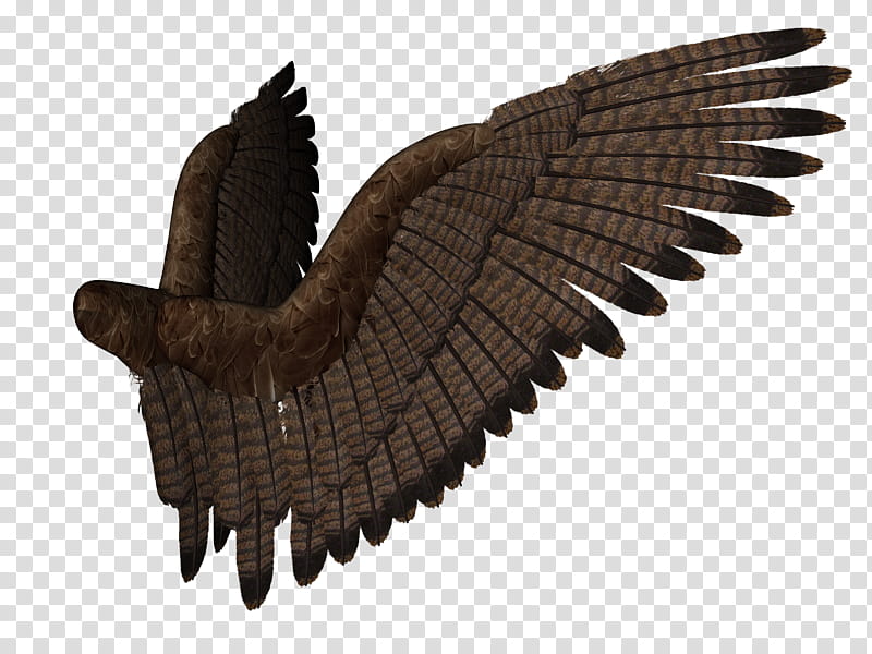 Feathered Wings  , brown bird feather transparent background PNG clipart