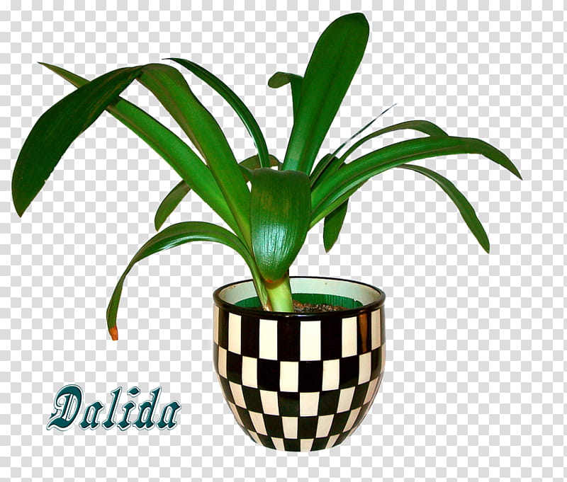 House Plant In Pot transparent background PNG clipart