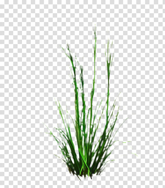 Green Grass, Sweet Grass, Vetiver, Wheatgrass, Tree, Plant Stem, Aquarium, Plants transparent background PNG clipart