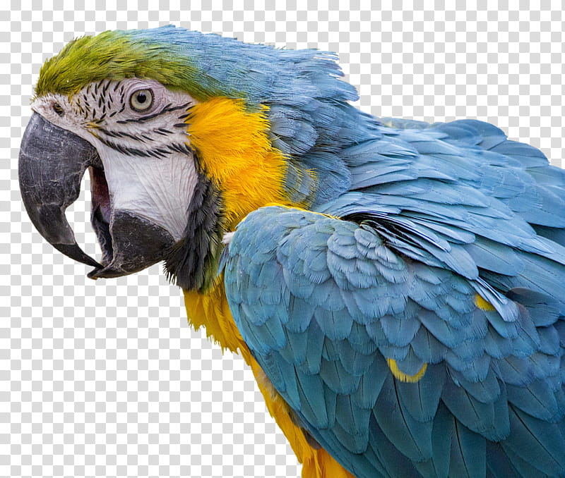Bird Cage, Blueandyellow Macaw, Scarlet Macaw, Reptiles And Amphibians, Feather, Birdcage, Beak, Pet transparent background PNG clipart