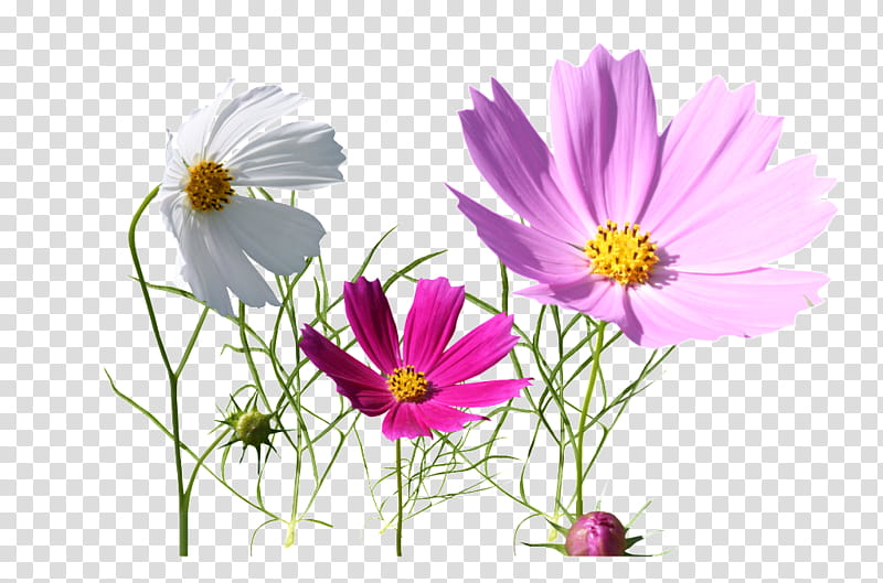 Flower Garden, Garden Cosmos, MeituPic, Wildflower, Flora, Daisy Family, Plant, Petal transparent background PNG clipart