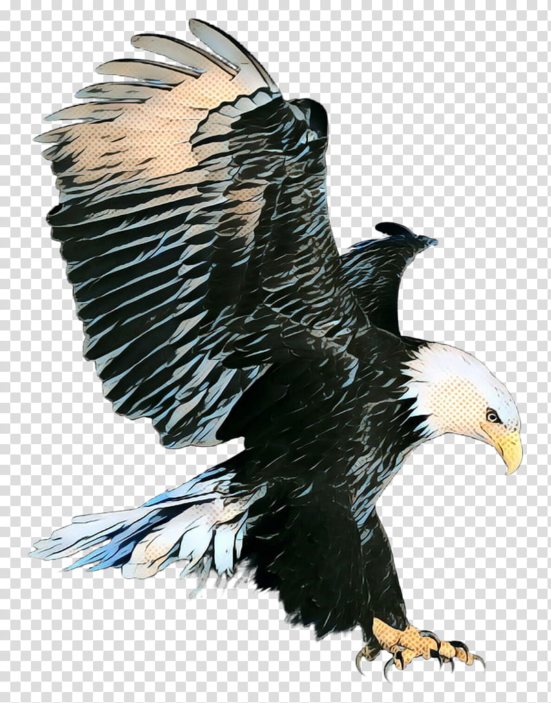 Sea Bird, Pop Art, Retro, Vintage, Bald Eagle, Golden Eagle, Bird Of Prey, Accipitridae transparent background PNG clipart