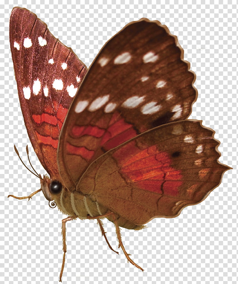 butterflies, brown and red butterfly transparent background PNG clipart