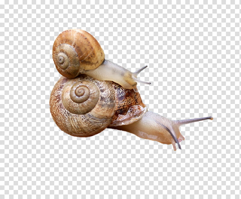Animals , brown snail illustration transparent background PNG clipart