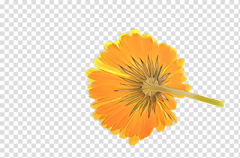 Flowers, Marigold, Blossom, Bloom, Flora, Transvaal Daisy, Daisy Family, Chrysanthemum transparent background PNG clipart