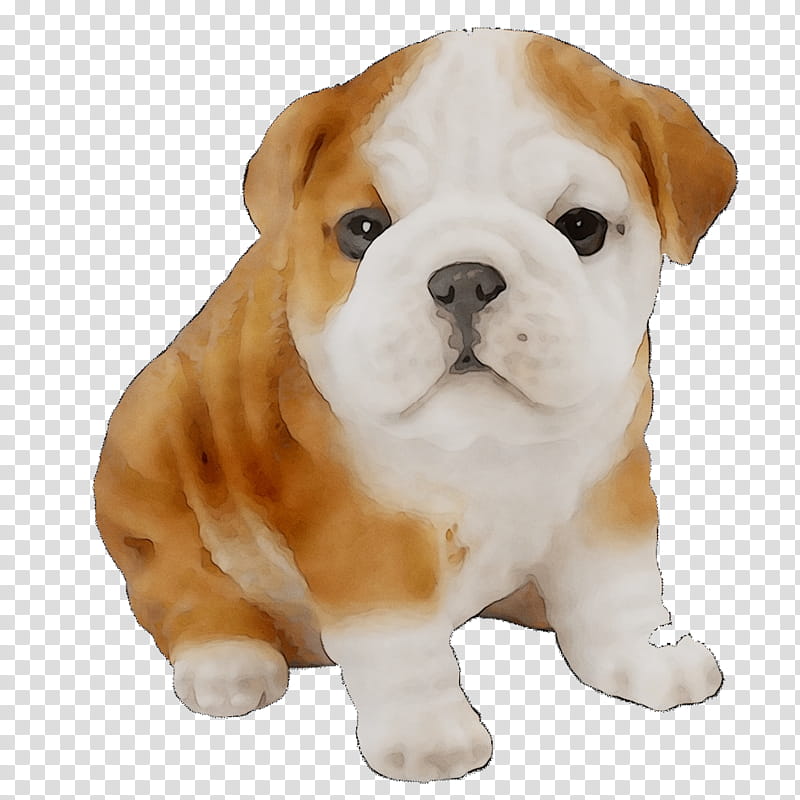 American Bulldog, Old English Bulldog, Olde English Bulldogge, Toy Bulldog, Valley Bulldog, Australian Bulldog, White English Bulldog, Puppy transparent background PNG clipart