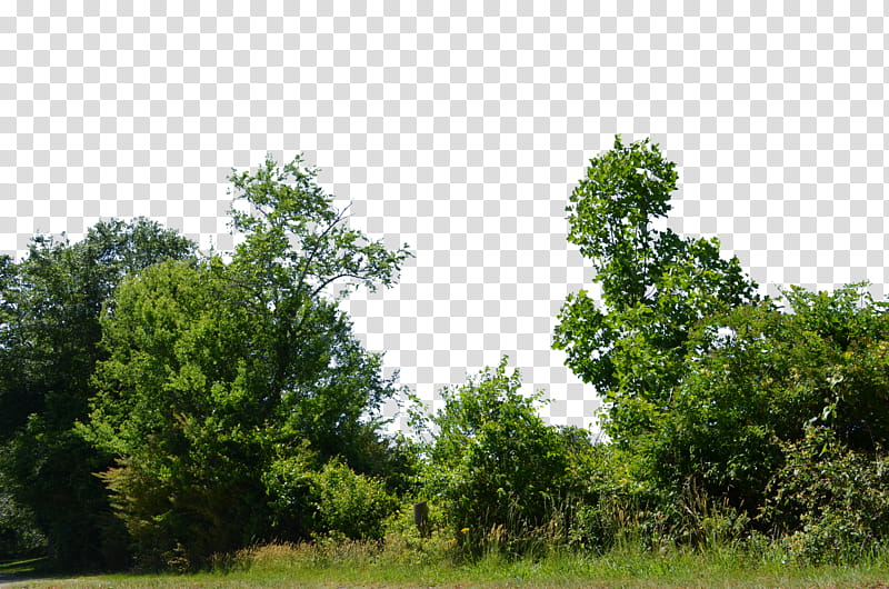Trees and Bushs  Corrected, green-leaf tree during daytime transparent background PNG clipart