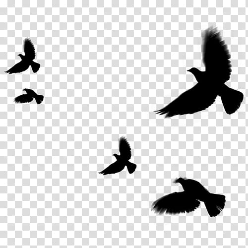 Bird Silhouette, Beak, Feather, Pollinator, Flock, Wing, Bird Migration, Pigeons And Doves transparent background PNG clipart