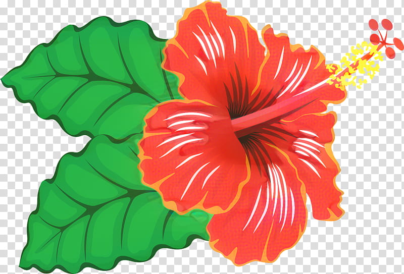 Flowers, Shoeblackplant, Plants, Hawaiian Hibiscus, Mallows, Hibiscus Tea, Spider Hibiscus, Annual Plant transparent background PNG clipart