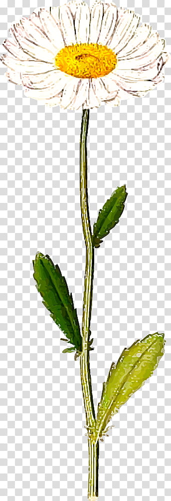 flower plant leaf plant stem pedicel, Sweet Scabious, Perennial Sowthistle, Orange Hawkweed, Cinquefoil transparent background PNG clipart