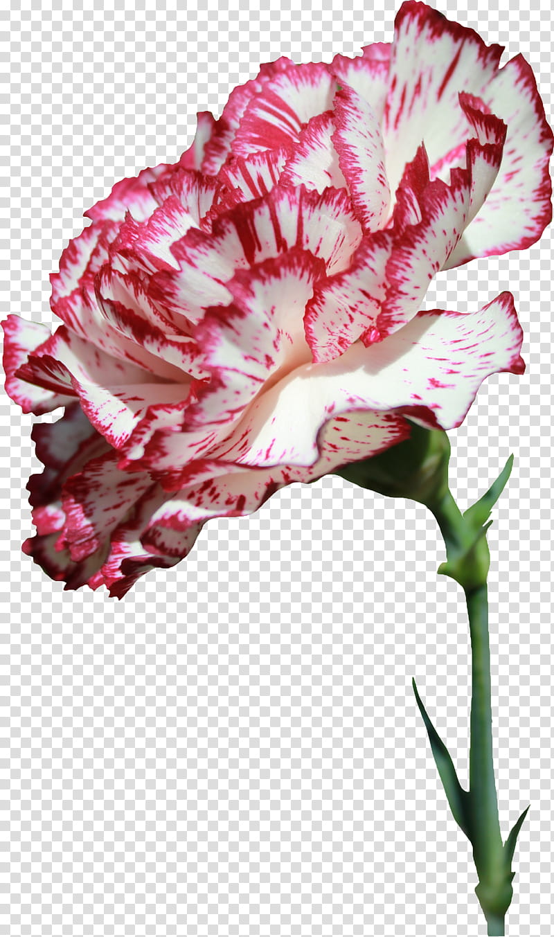 Carnation , white and pink carnation flower transparent background PNG clipart