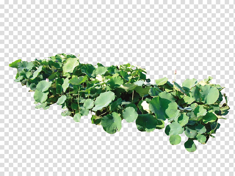Lotus Leaf, Sacred Lotus, Lotus Root, Poster, Plant, Herb, Leaf Vegetable, Annual Plant transparent background PNG clipart