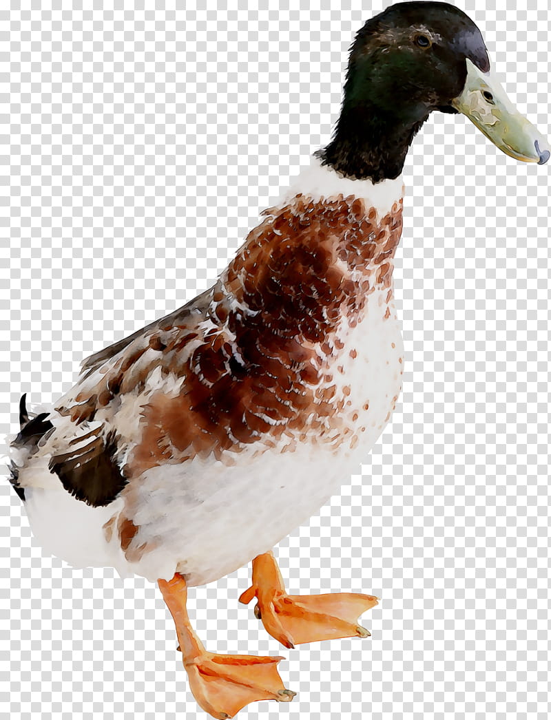 Chicken, Mallard, Duck, Goose, Poultry, Duck Meat, Water Bird, Animal transparent background PNG clipart