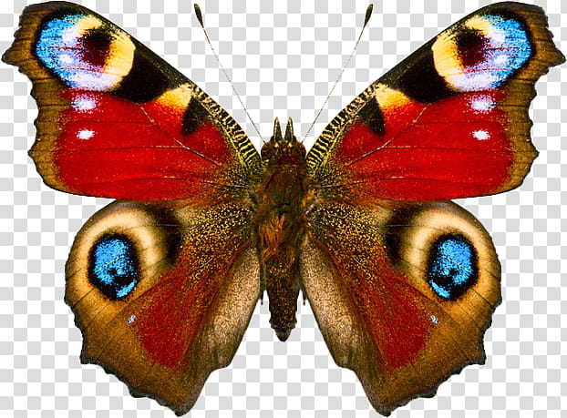 Spring, red and brown peacock butterfly transparent background PNG clipart