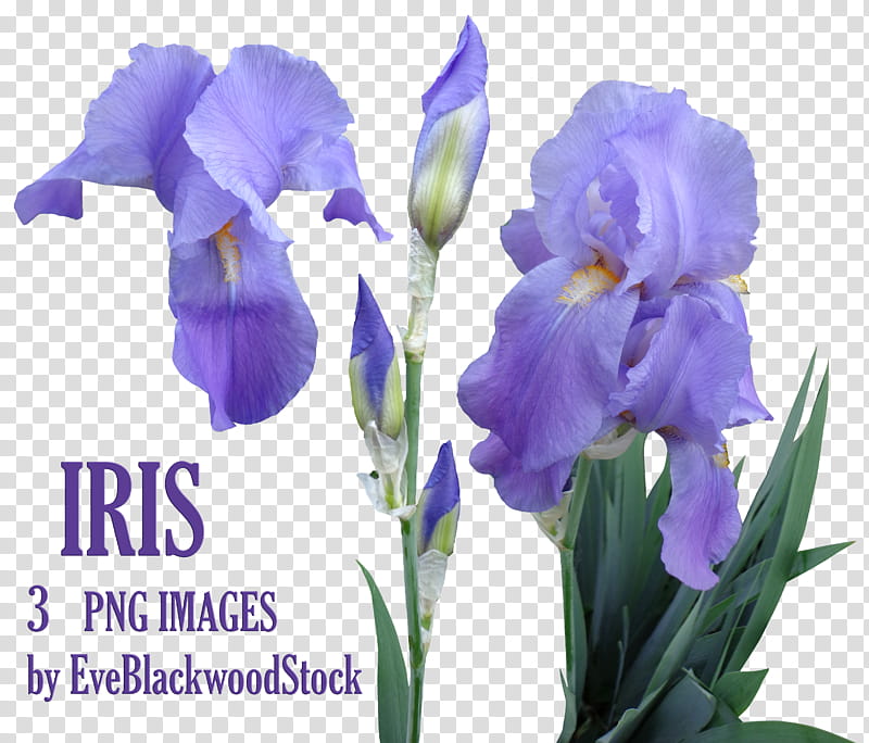 iris, purple petaled flowers illustration transparent background PNG clipart