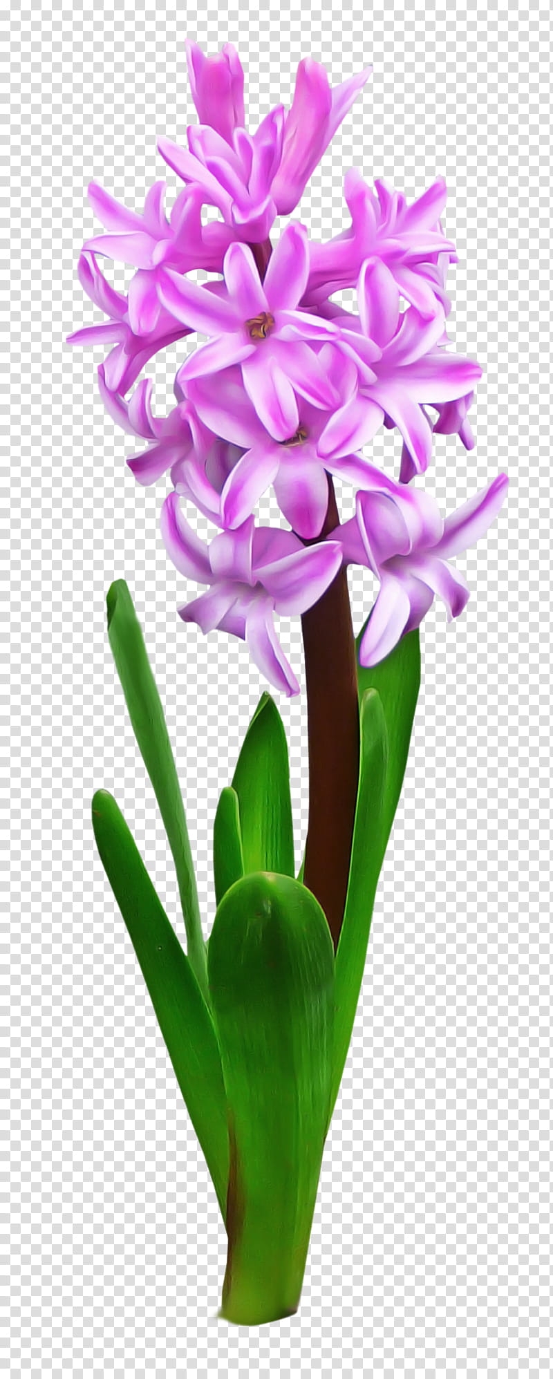flower flowering plant petal plant hyacinth, Purple, Violet, Cut Flowers, Flowerpot, Perennial Plant transparent background PNG clipart