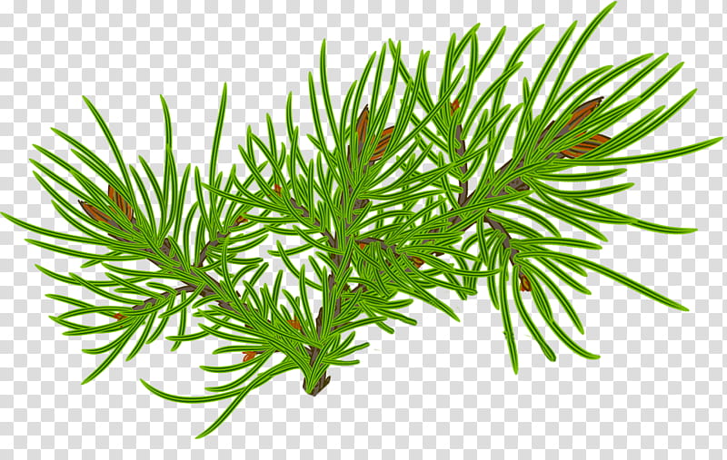 Christmas pine fir, green spruce leaves transparent background PNG clipart