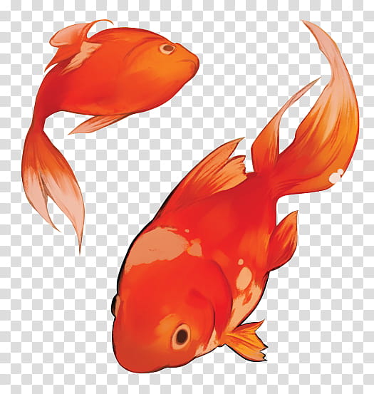 Watchers, orange gold fish illustration transparent background PNG clipart