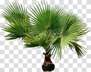 Palm tree, Watercolor, Paint, Wet Ink, Plant, Sabal Palmetto, Sabal Minor, Arecales transparent background PNG clipart Palm tree, Watercolor, Paint, Wet Ink, Plant, Sabal Palmetto, Sabal Minor, Arecales transparent background PNG clipart thumbnail