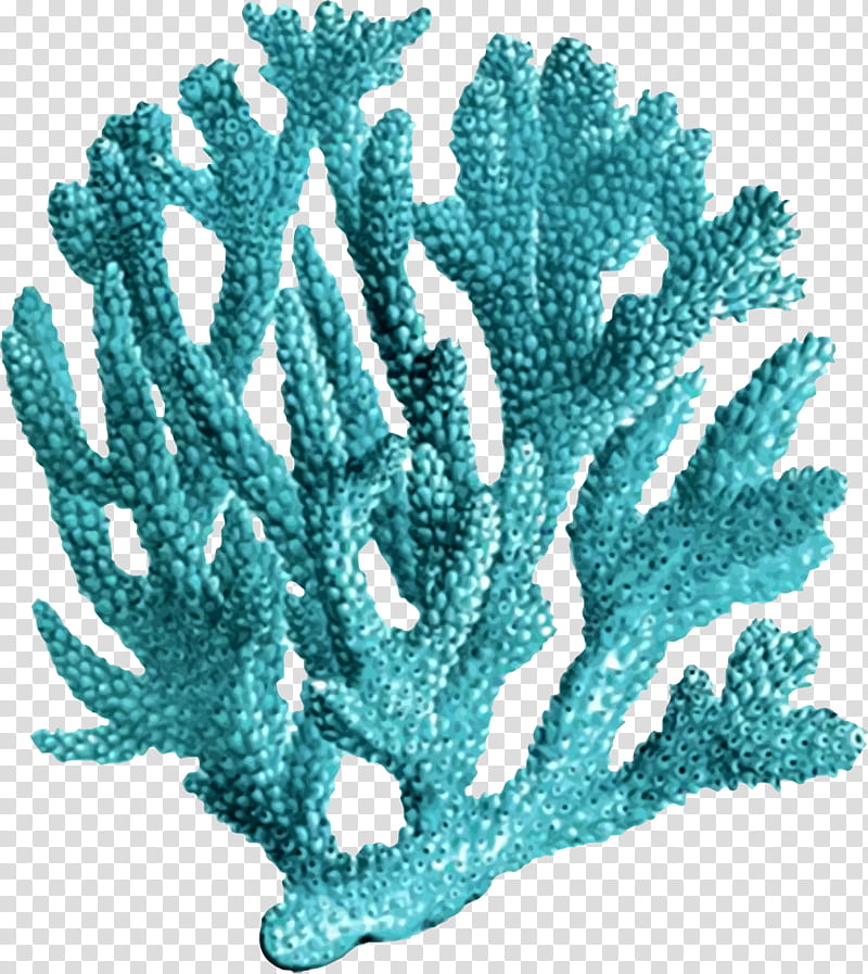 Coral Reef, Precious Coral, Printing, Vintage Print, Alcyonacea, Blue Coral, Antique, Collecting transparent background PNG clipart