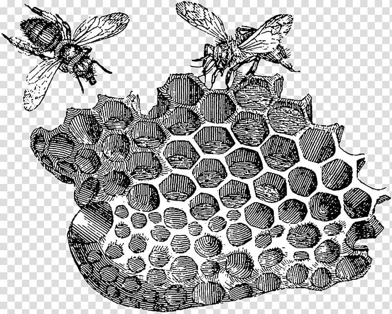 Honey, Bee, Beehive, Honeycomb, Honey Bee, Antique, Bumblebee, Beekeeping transparent background PNG clipart