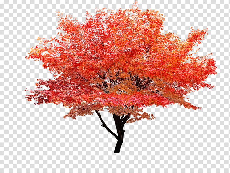 Red Maple Tree, Watercolor, Paint, Wet Ink, Leaf, Maple Leaf, Acer Japonicum, Autumn Leaf Color transparent background PNG clipart