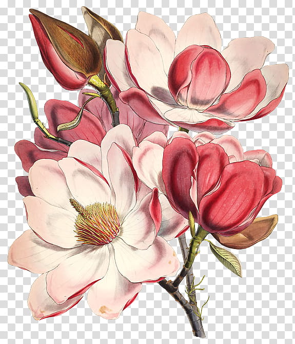 flower flowering plant petal plant cut flowers, Magnolia, Pink, Magnolia Family transparent background PNG clipart