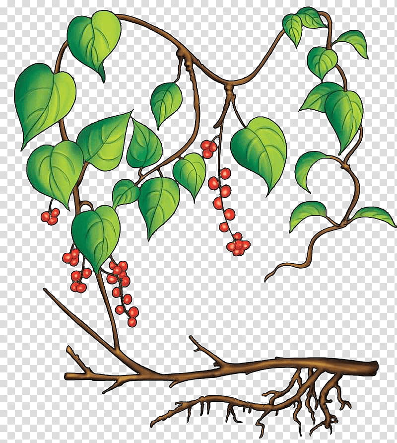 Cartoon People, Twig, Sichuan Pepper, Tree, Root, Cartoon, Sichuanese People, Plant transparent background PNG clipart
