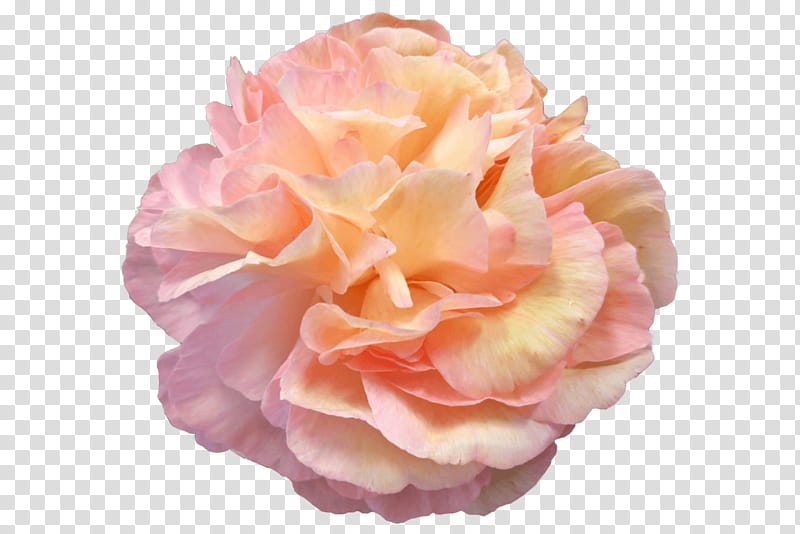 Watercolor Pink Flowers, Garden Roses, Peony, Cabbage Rose, Still Life Pink Roses, Floribunda, Petal, Flower Garden transparent background PNG clipart