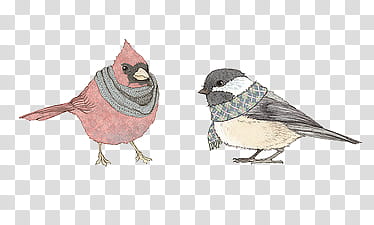 Super , red cardinal and gray bird illustration transparent background PNG clipart