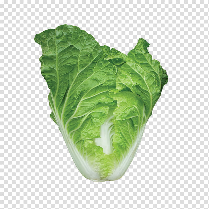 Chinese Food, Romaine Lettuce, Choy Sum, Chinese Cabbage, Greens, Spring Greens, Collard Greens, Chard, Chinese Cuisine, Savoy Cabbage transparent background PNG clipart