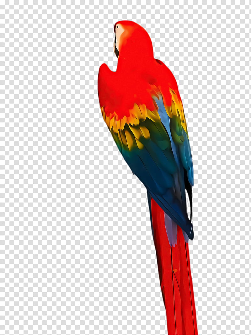 Bird Parrot, Macaw, Loriini, Parakeet, Feather, Beak, Pet, Lorikeet transparent background PNG clipart