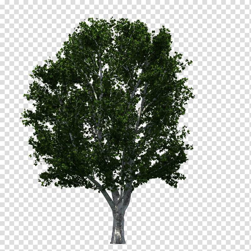 Family Tree, Oak, Woody Plant, Branch, Plane Tree Family, Shrub transparent background PNG clipart