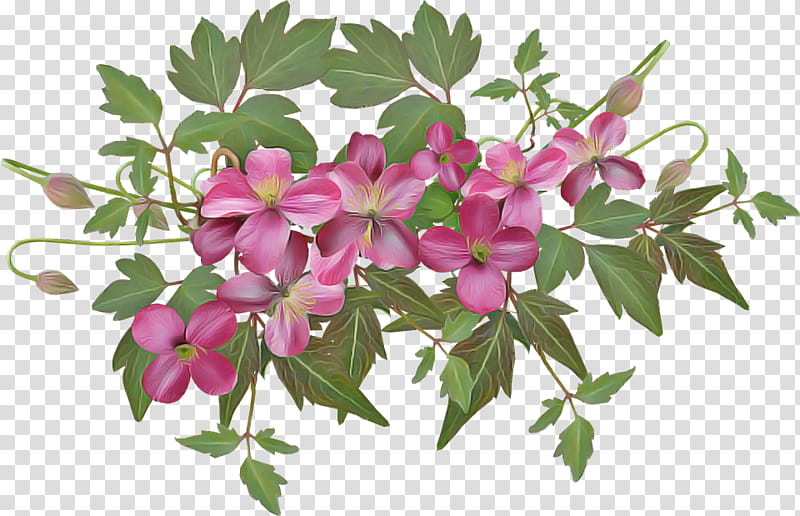 flower plant pink flowering plant petal, Leaf, Branch, Impatiens, Perennial Plant transparent background PNG clipart