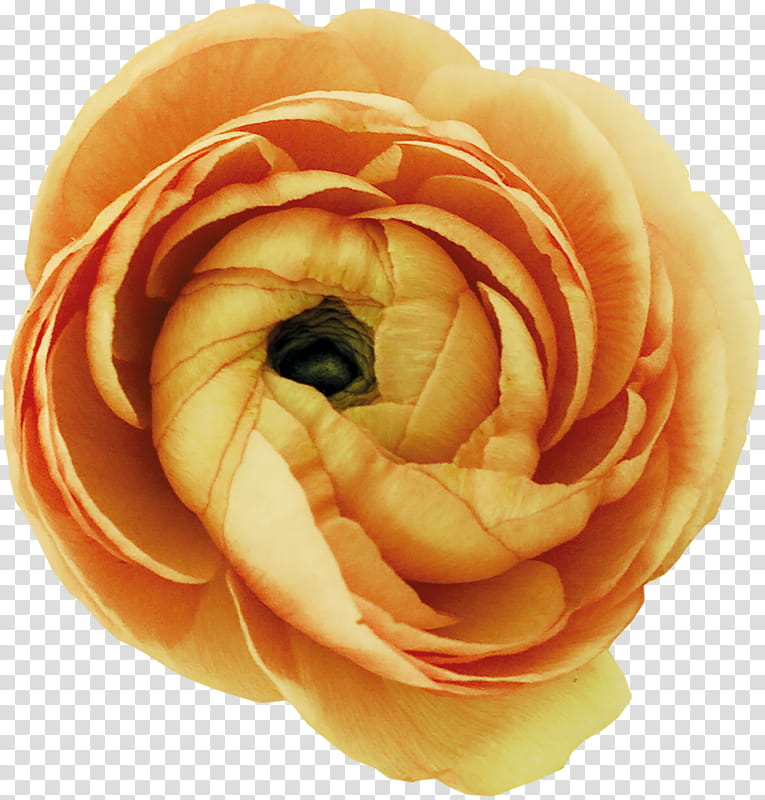 orange rose flower transparent background PNG clipart