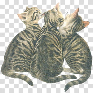 cute animals s, back view of three brown cats transparent background PNG clipart