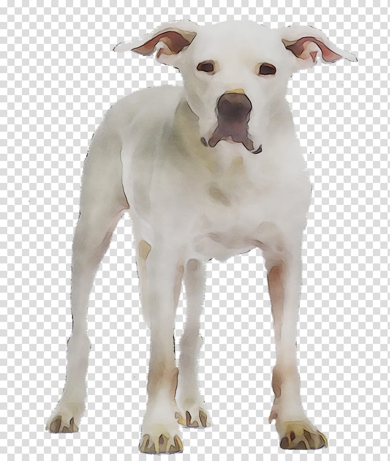 Dog, Dogo Argentino, Argentina, Alamy, American Pit Bull Terrier, Rare Breed Dog, Old English Terrier, Bull And Terrier transparent background PNG clipart