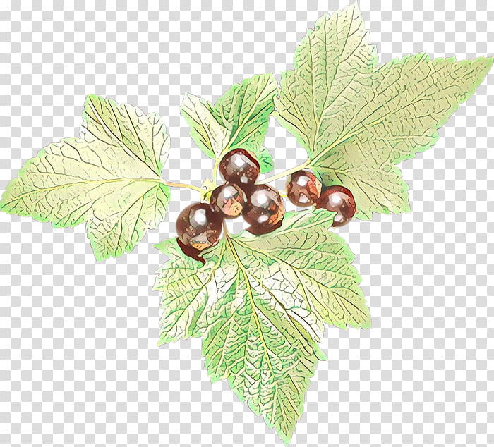 Plane, Leaf, Plant, Grape Leaves, Flower, Tree, Berry, Woody Plant transparent background PNG clipart