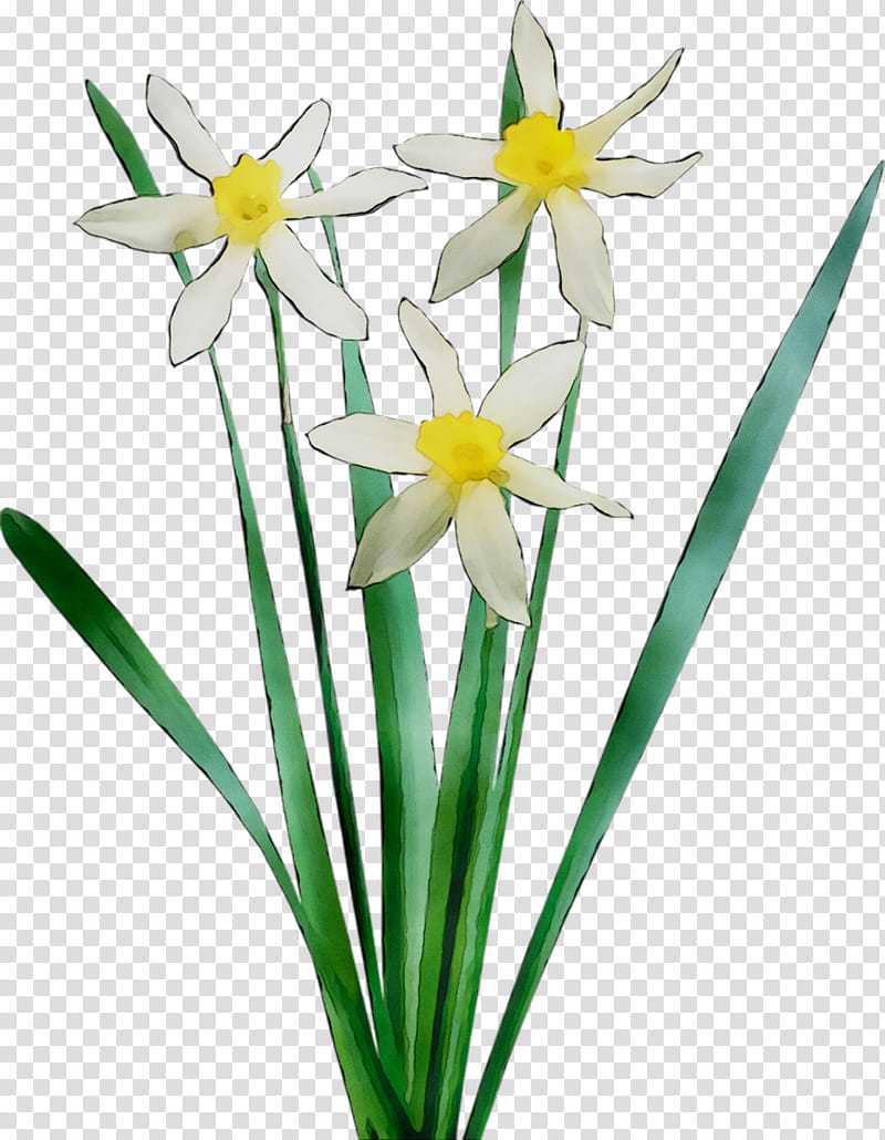 Flowers, Floristry, Cut Flowers, Plant Stem, Petal, Narcissus, Plants, Paperwhite transparent background PNG clipart